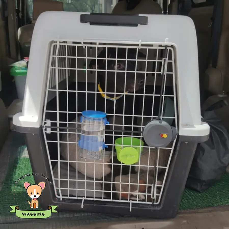A small dog inside a grey travel crate
