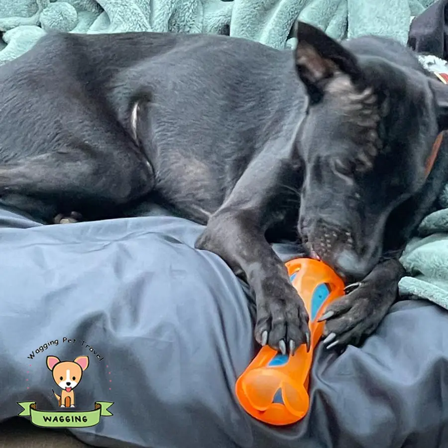 A black dog resting on a blanket with a toy