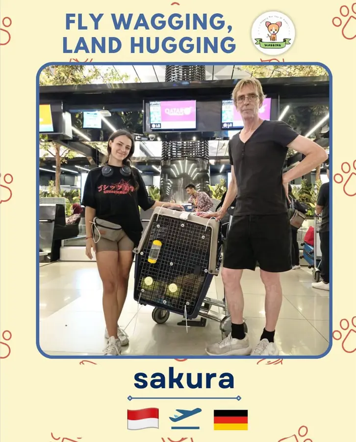 Sakura in a travel crate at the airport with its owner, flying from Indonesia to Germany