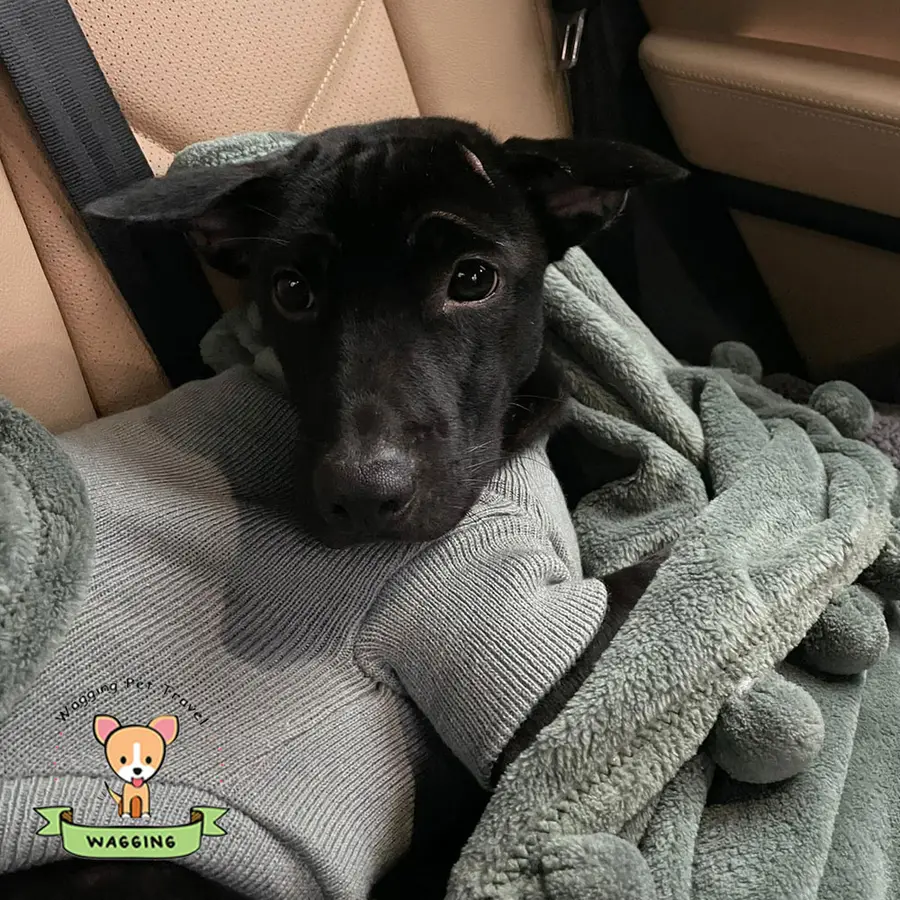 A black puppy wrapped in a grey blanket in a car