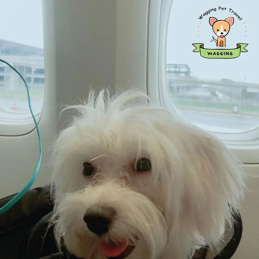 A fluffy white dog looking at the camera