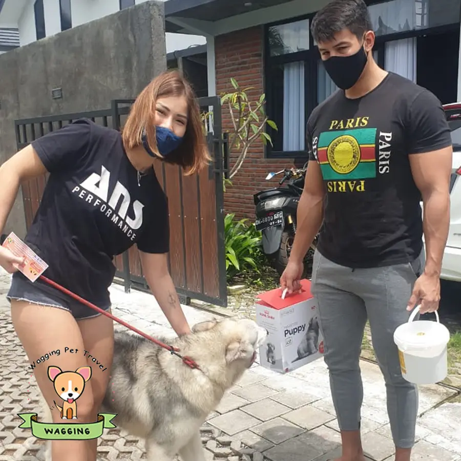 A couple greeting a grey and white dog on a lead