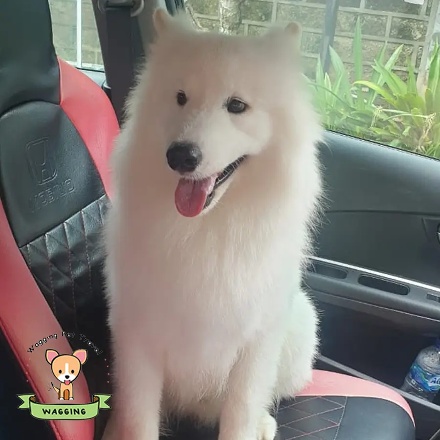 A white Samoyed-type dog sitting on a car seat
