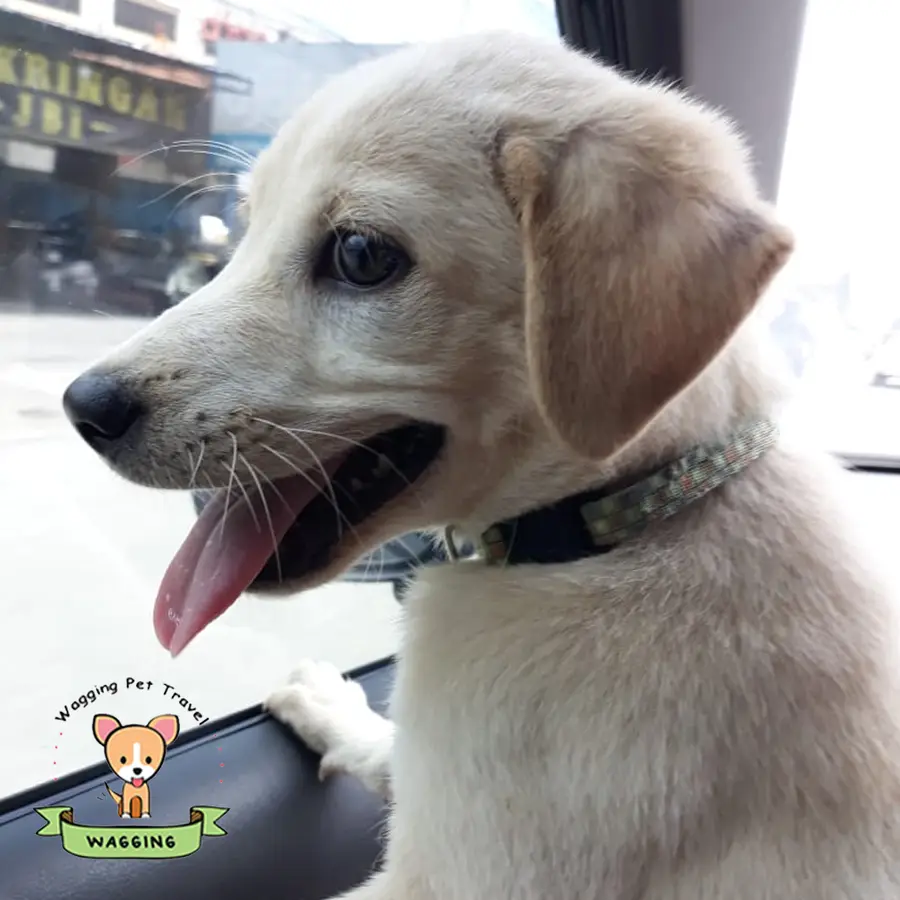 A cream-coloured puppy with its tongue out