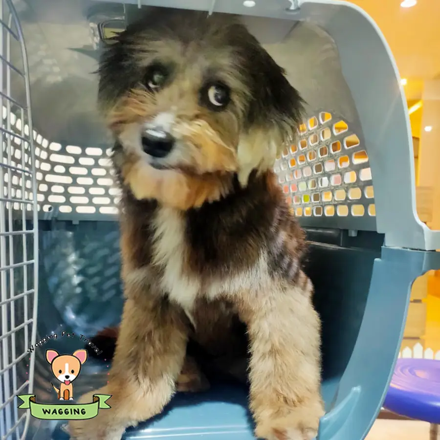 A shaggy brown and black puppy in a blue travel crate