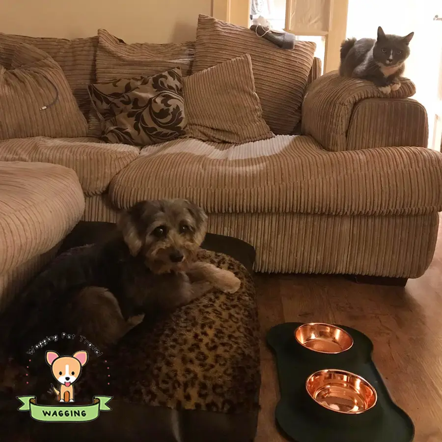 A small dog on a sofa next to food bowls