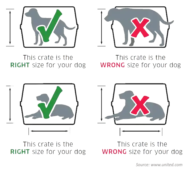 Examples of the right and wrong crate size: a dog standing with room above its head is right; a dog touching the roof or unable to stretch out is wrong